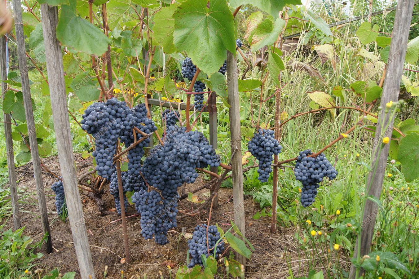 виноград "памяти Домбковской", саженец